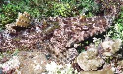 Crocodile fish mimicing his surroundings, only saw him be... by Marylin Batt 